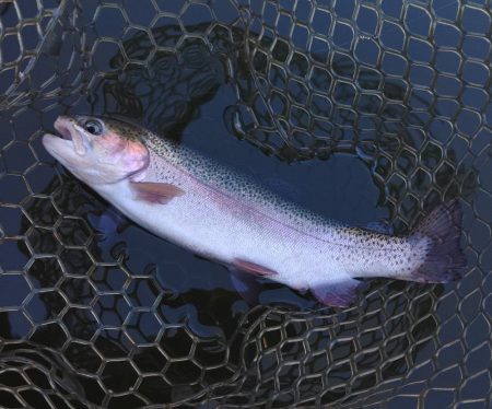 大安トラウトレイク釣果